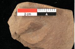 Foto (Detailansicht) von Phyllerium palaeocassiae Ettingshausen (NHMW-GEO-2024-0188-0015)